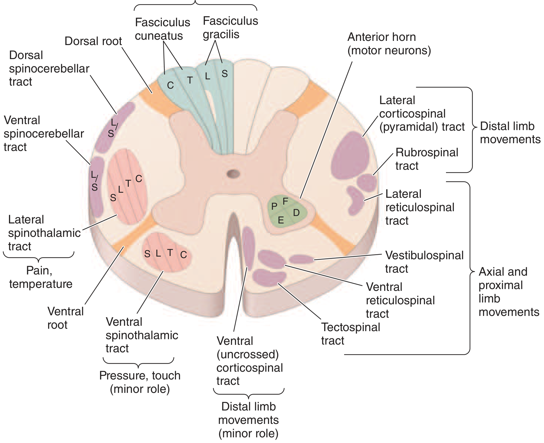 Labeled cross-section of the spinal cord showing all major ascending (left) and descending (right) tracts with their somatotopic organization (C=cervical, T=thoracic, L=lumbar, S=sacral)