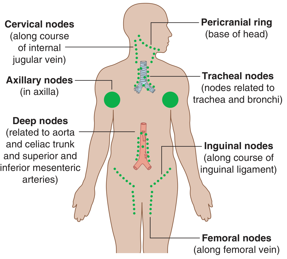 Regional lymph node groups of the whole body - Gray's Anatomy for Students, Fig. 1.31