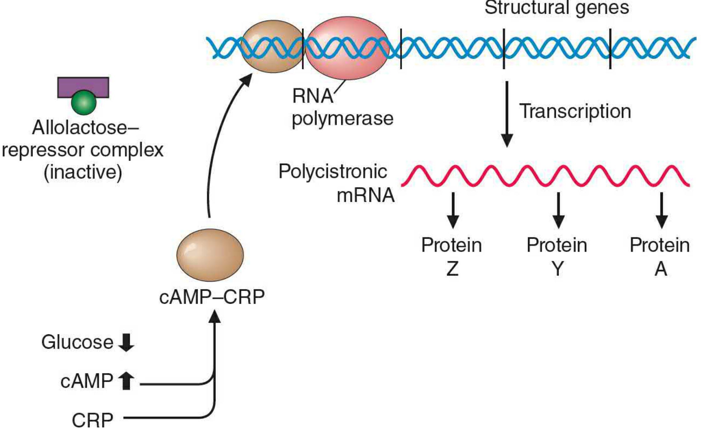 Active lac operon with allolactose-repressor inactive, cAMP-CRP complex bound to promoter, RNA polymerase transcribing polycistronic mRNA into proteins Z, Y, and A