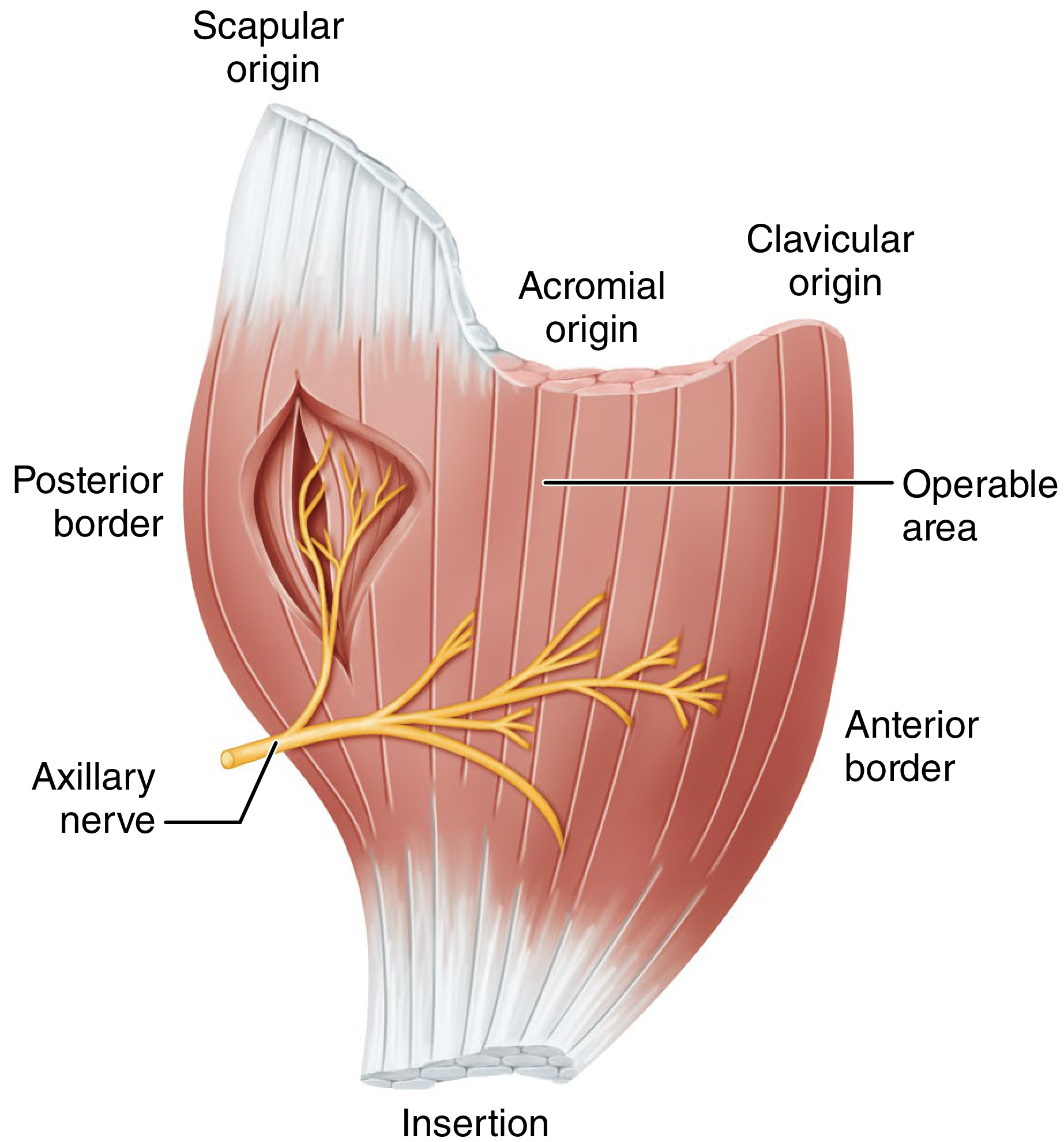 Deep surface of deltoid showing axillary nerve distribution and borders