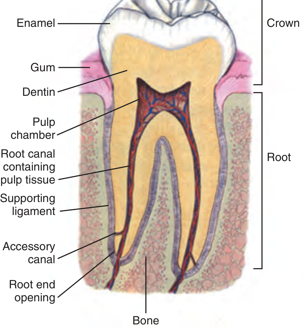 Dental anatomic unit showing parts of a single-rooted tooth