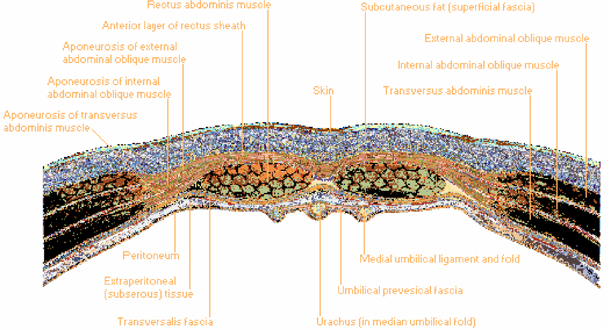 Cross section below arcuate line - Netter's Atlas