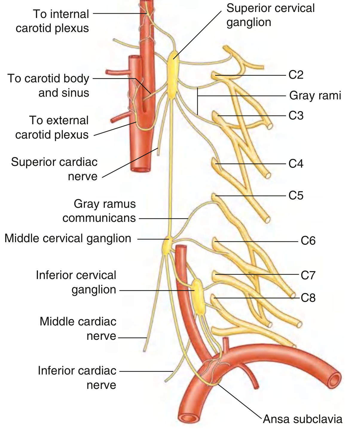 Cervical Sympathetic Trunk Diagram