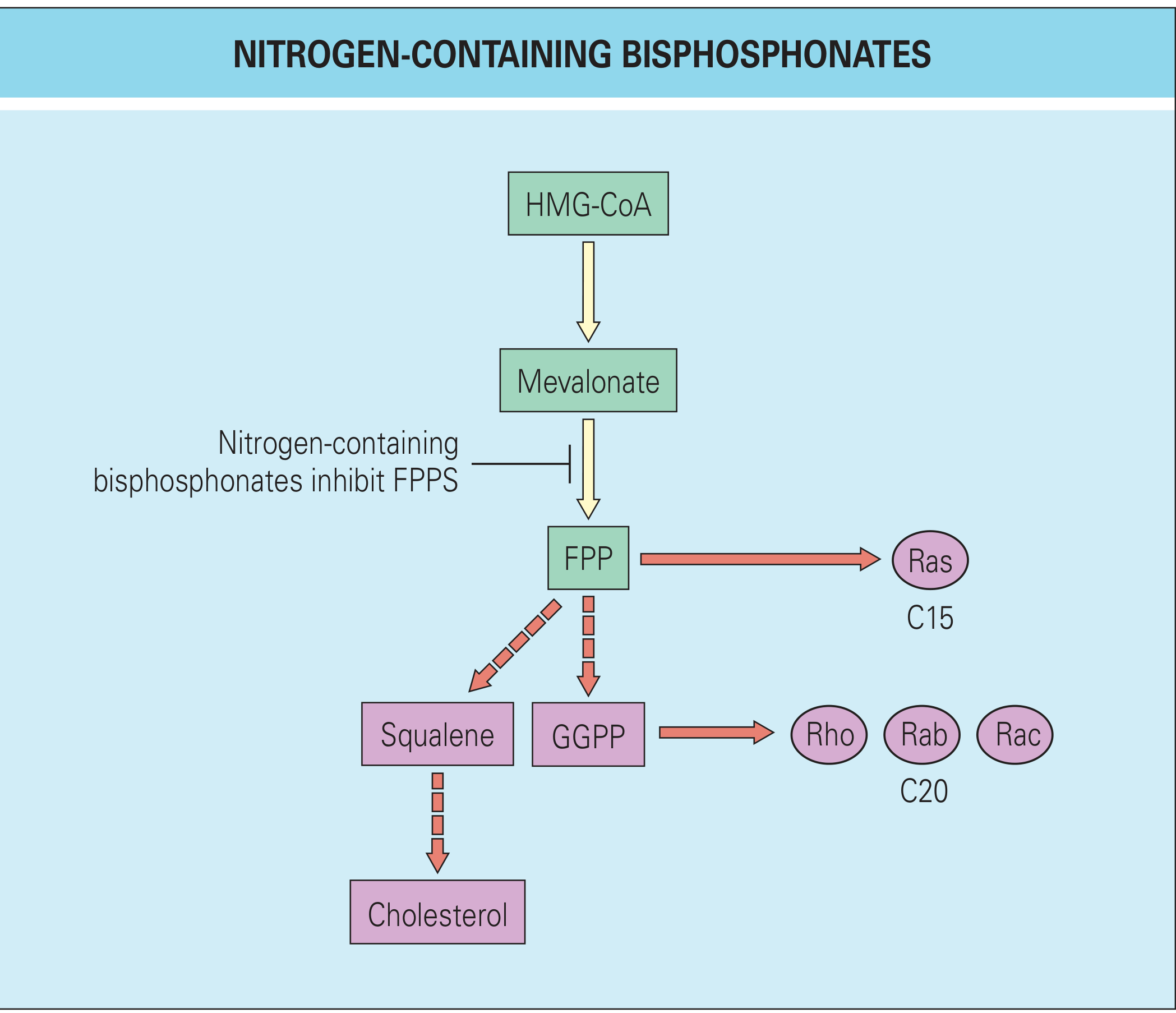 Nitrogen-containing bisphosphonates inhibit FPPS in the mevalonate pathway, blocking farnesylation of Ras (C15) and geranylgeranylation of Rho/Rab/Rac (C20) GTPases