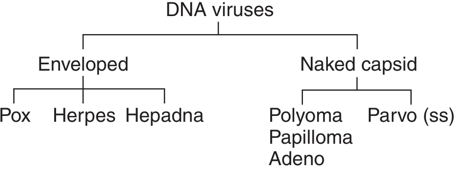 DNA virus classification tree - enveloped (Pox, Herpes, Hepadna) vs naked capsid (Polyoma, Papilloma, Adeno, Parvo)