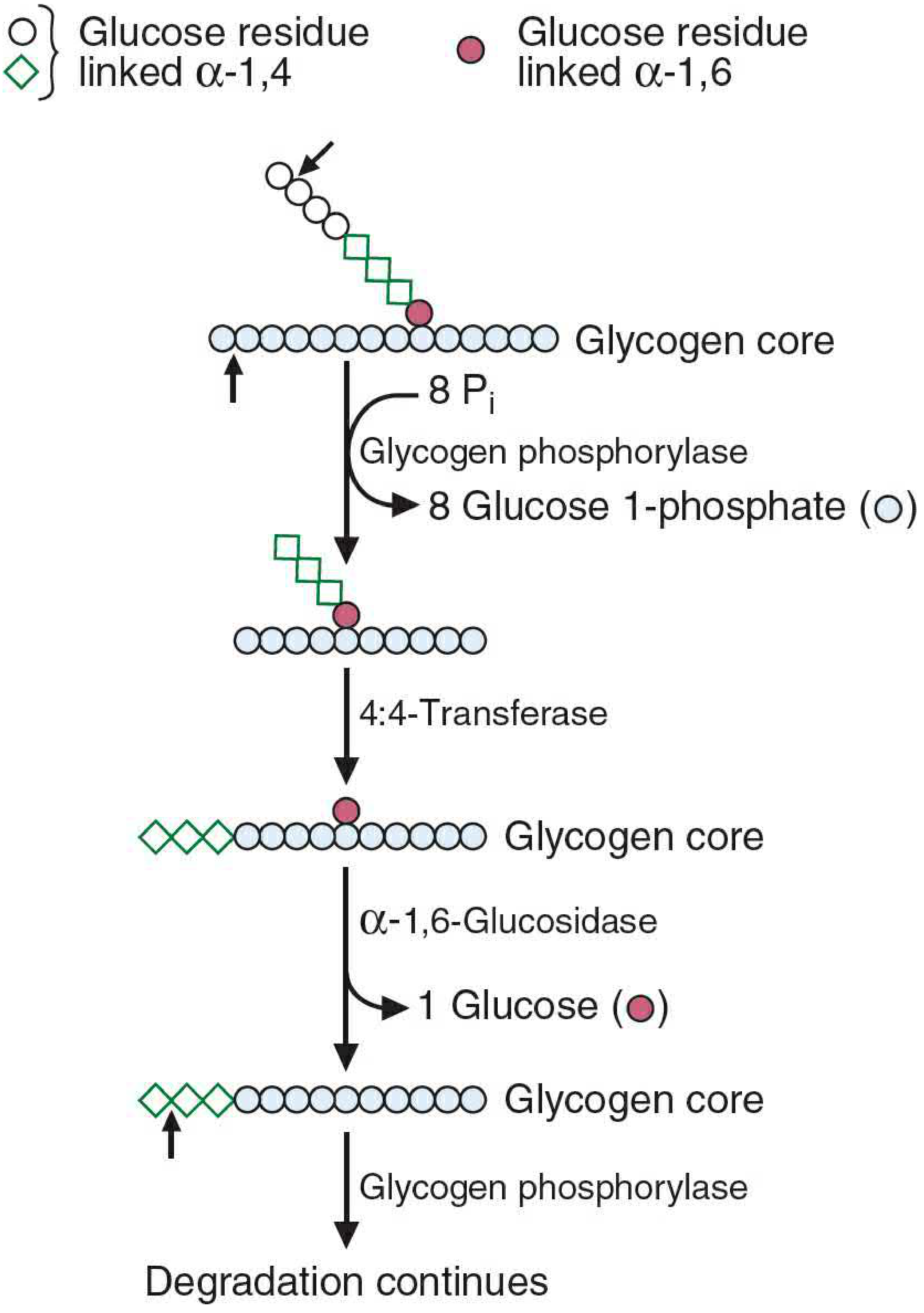 Glycogenolysis: Glycogen phosphorylase cleaves from non-reducing ends (arrow), releasing glucose-1-phosphate units, stopping 4 residues from branch point. The debrancher enzyme performs two activities: (1) 4:4-transferase transfers 3 residues to another chain; (2) α-1,6-glucosidase releases 1 free glucose from the branch point. Phosphorylase then continues degradation.