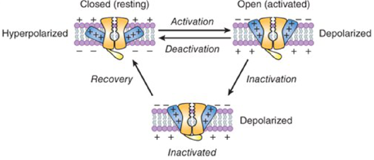 Na+ channel gating: Closed (resting, hyperpolarized) → Open (activated, depolarized) → Inactivated (depolarized, h-gate closed) → Recovery back to closed