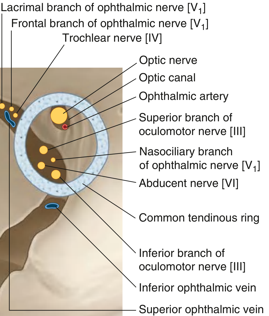 Cross-section at the optic canal showing the optic nerve centrally, ophthalmic artery, oculomotor nerve branches, nasociliary nerve, abducent nerve, and ophthalmic veins within the annulus of Zinn