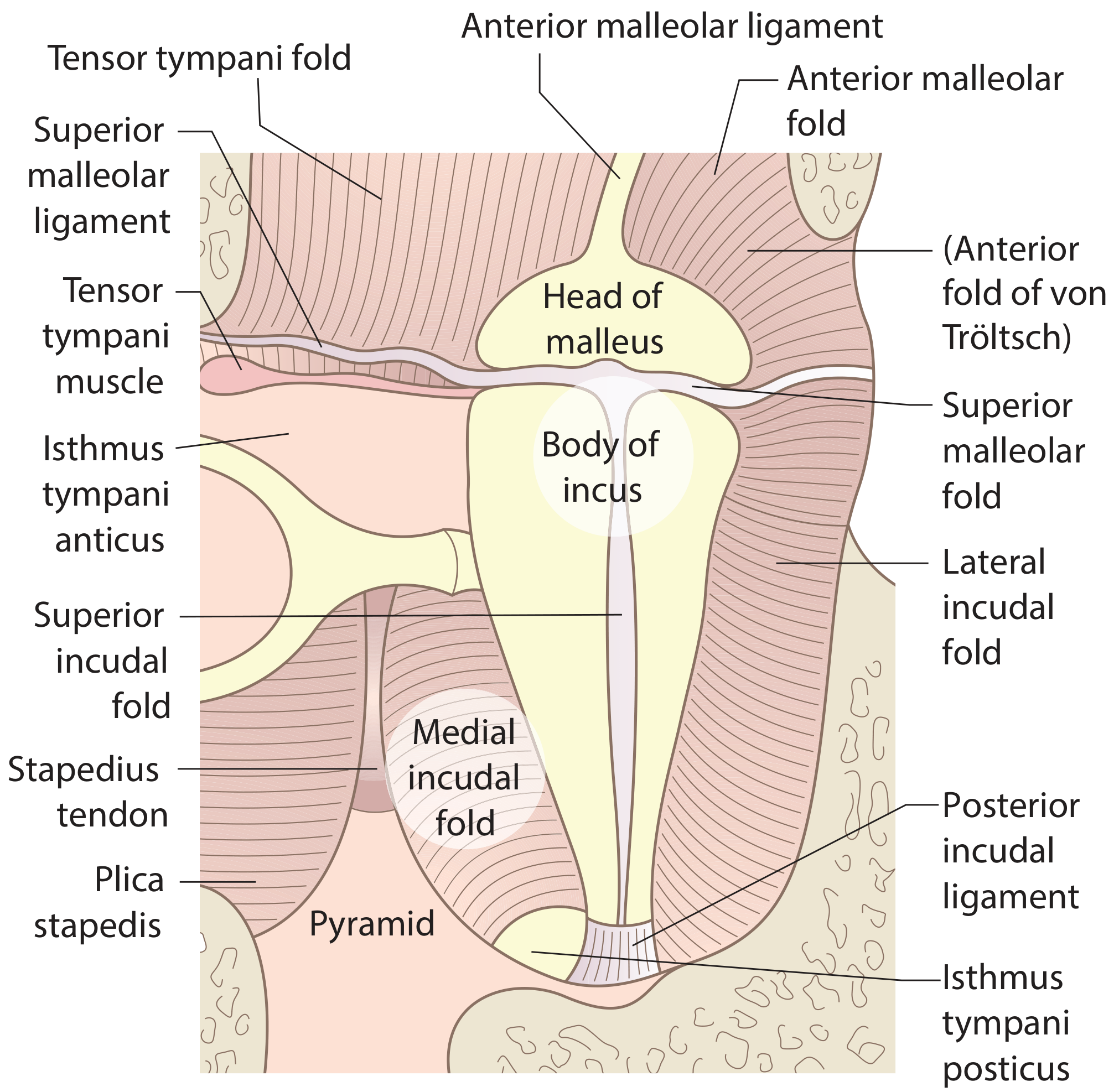 Mucosal folds of the middle ear showing the isthmus tympani anticus and posticus, tensor tympani fold, superior malleolar fold, lateral/medial incudal folds, plica stapedis, and Prussak's space