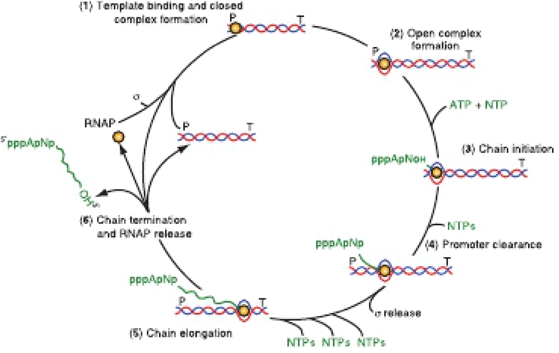 The Transcription Cycle - Harper's Illustrated Biochemistry