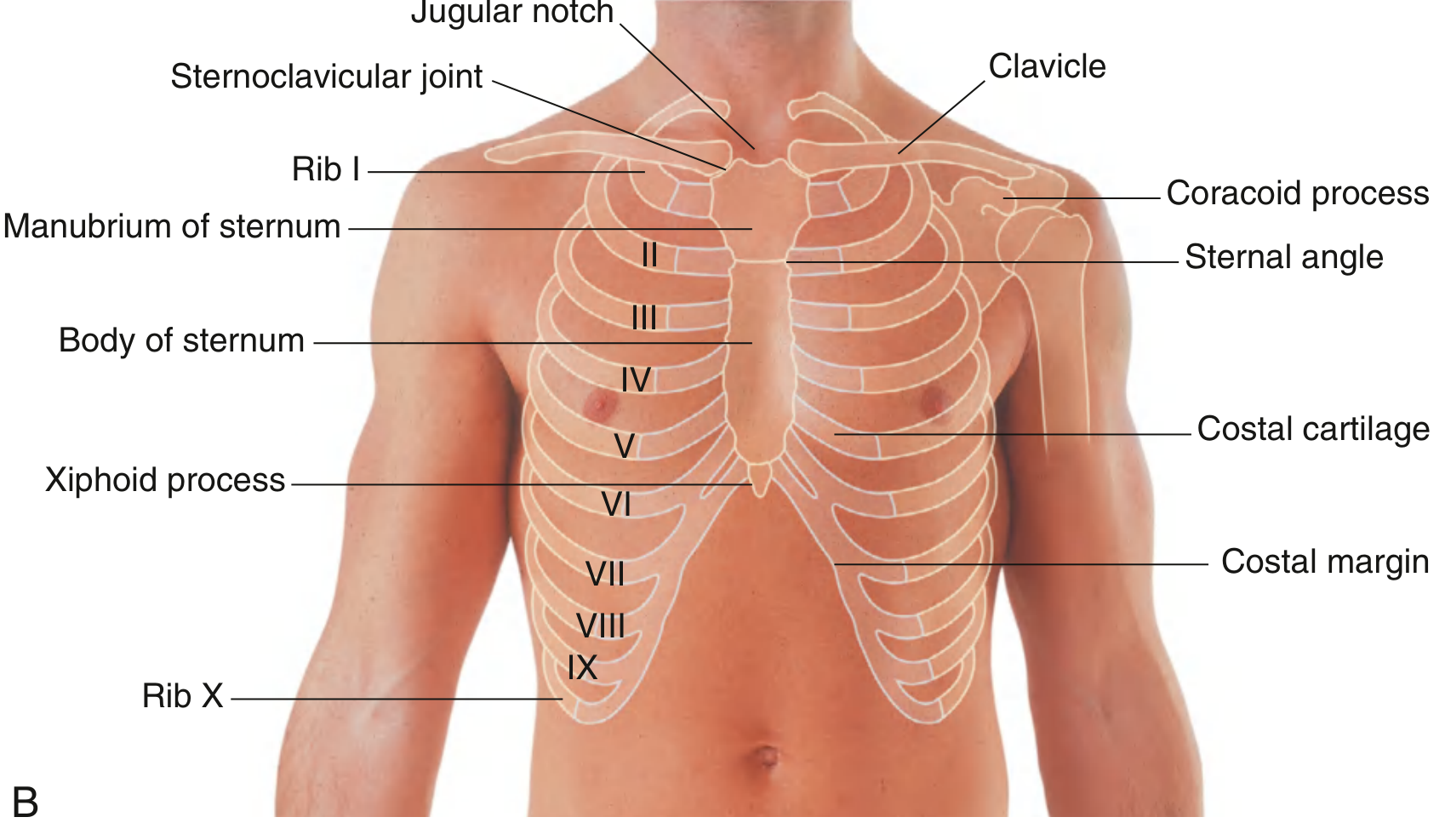 Thorax Surface Anatomy - Anterior