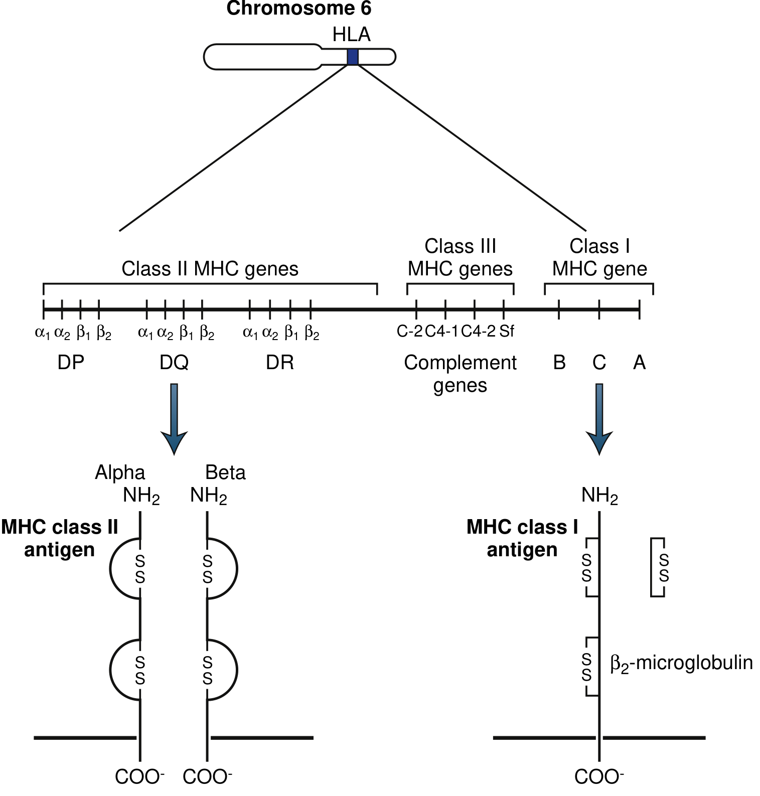 HLA/MHC gene organization on Chromosome 6 - showing Class I (HLA-A, B, C), Class II (DP, DQ, DR) and Class III (complement genes), plus the protein structures of MHC Class I and Class II antigens
