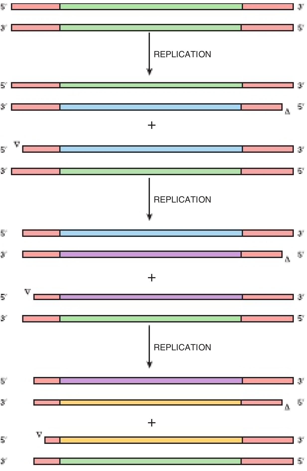 Progressive telomere shortening diagram from Harper's Biochemistry - colored bars show chromosomes getting shorter telomere ends across multiple replication cycles