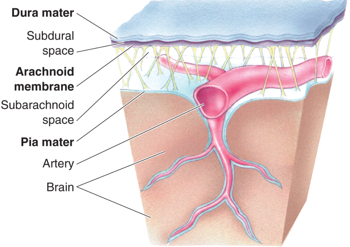 Three meningeal layers showing dura mater, subdural space, arachnoid membrane, subarachnoid space, pia mater, and arteries branching into brain