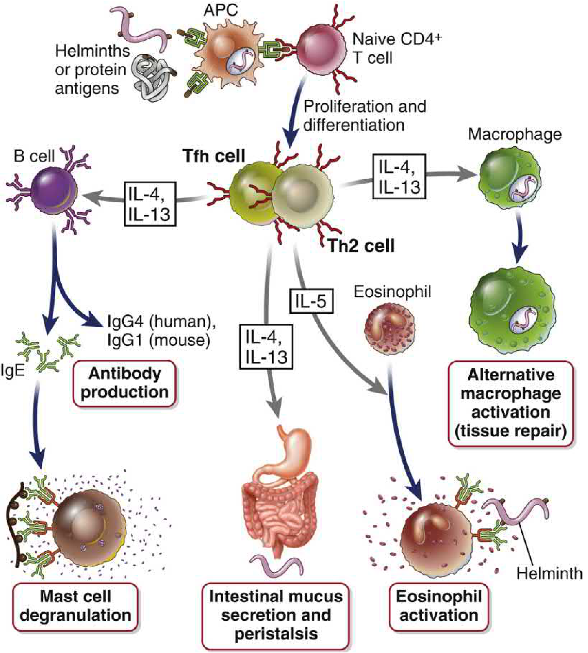 TH2 Cell Functions and Cytokines