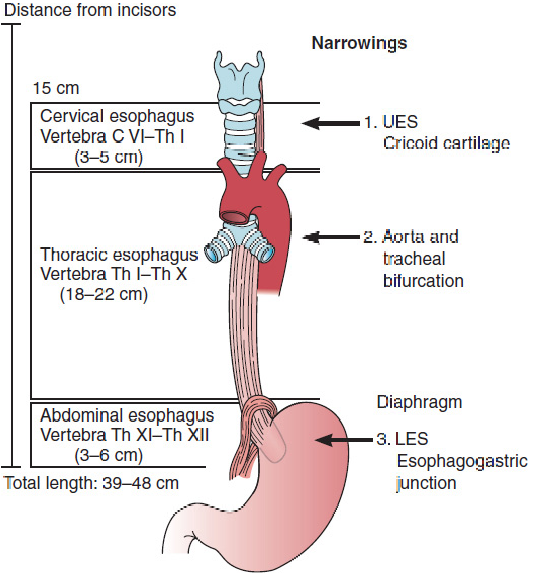 Esophagus segments and narrowings with distances from incisors