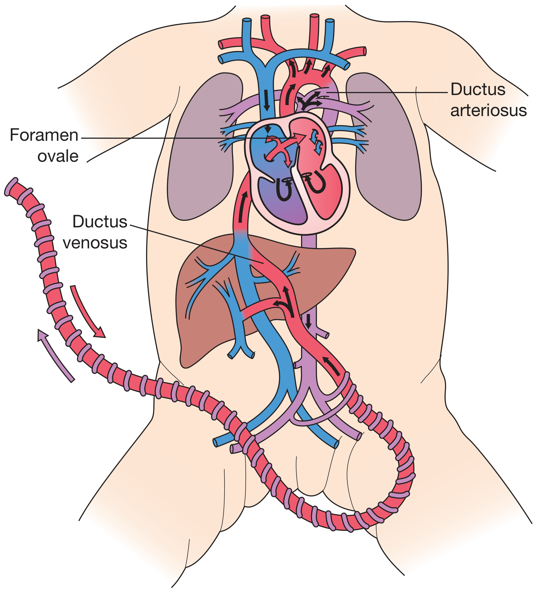 Fetal circulation diagram showing foramen ovale, ductus arteriosus, and ductus venosus