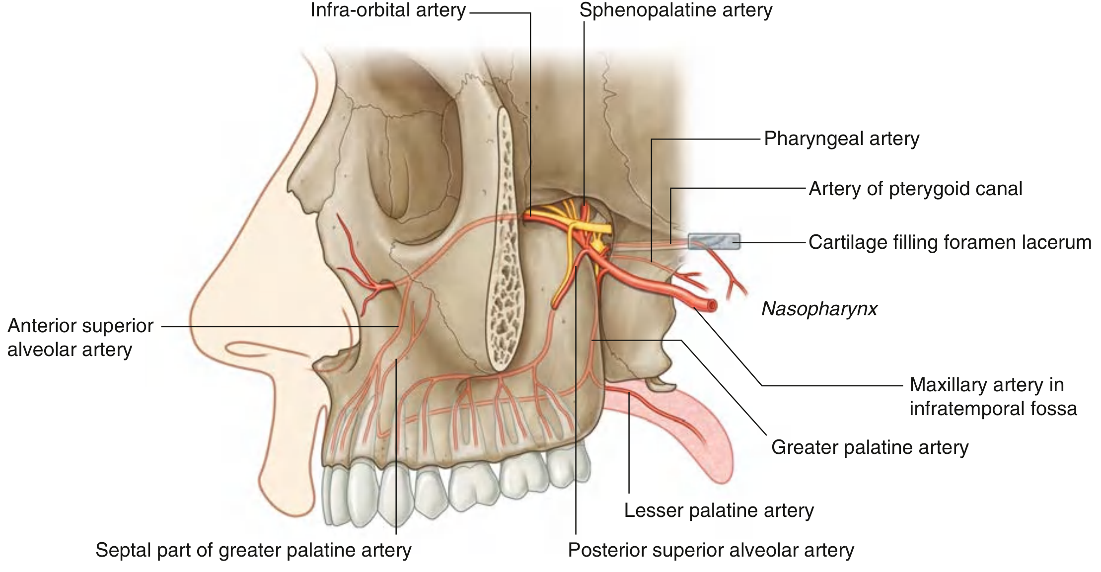 Maxillary artery branches in pterygopalatine fossa - Gray's Anatomy