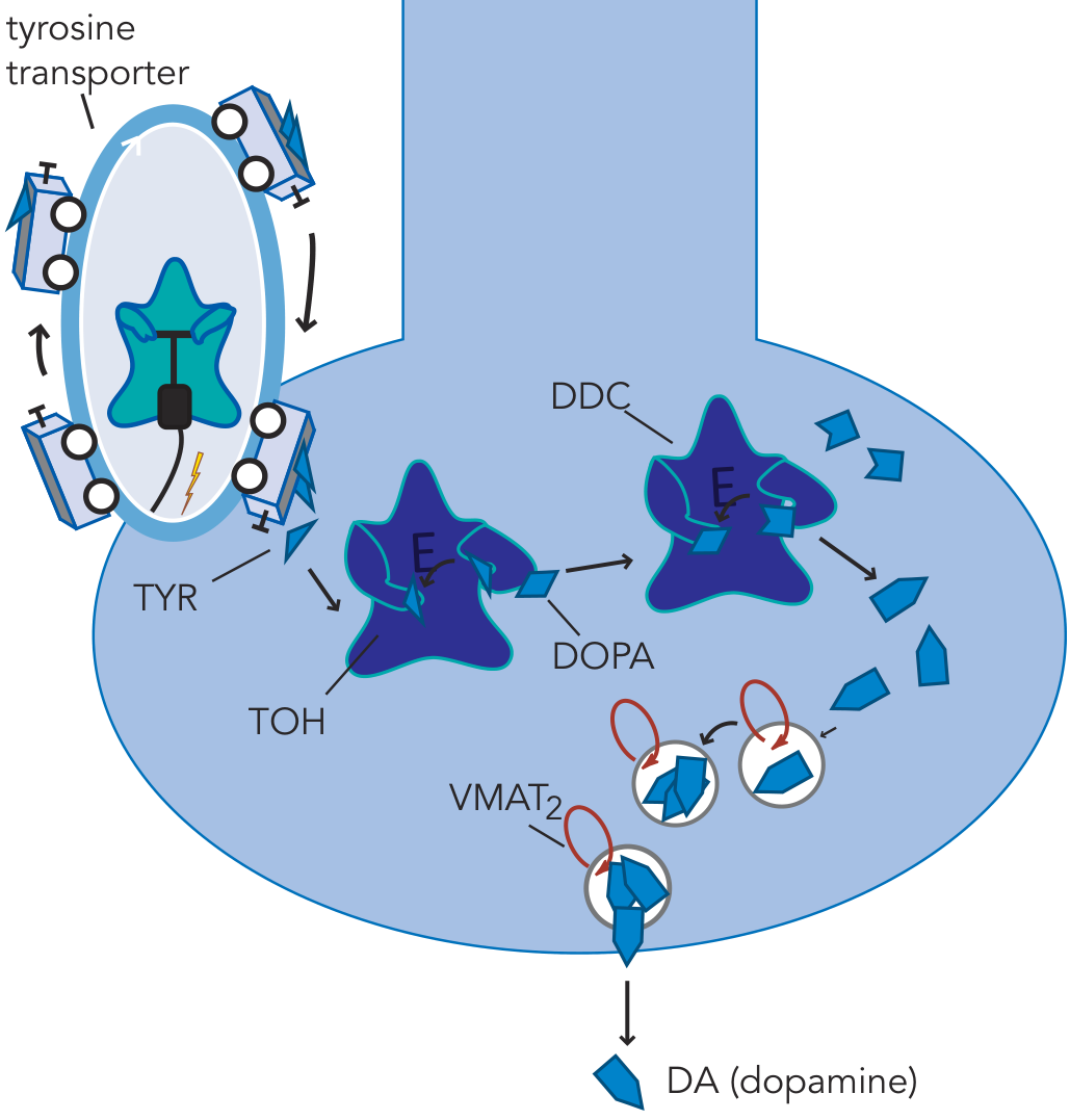 Dopamine synthesis in the nerve terminal: TYR → DOPA → DA via TOH and DDC, then packaged into vesicles by VMAT2