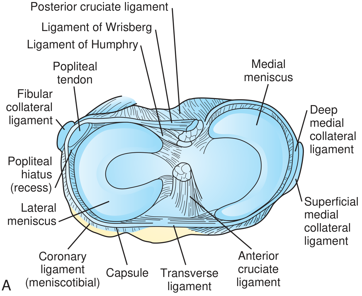 Meniscus anatomy - superior view of the tibial plateau showing medial and lateral menisci, cruciate ligaments, and collateral ligaments