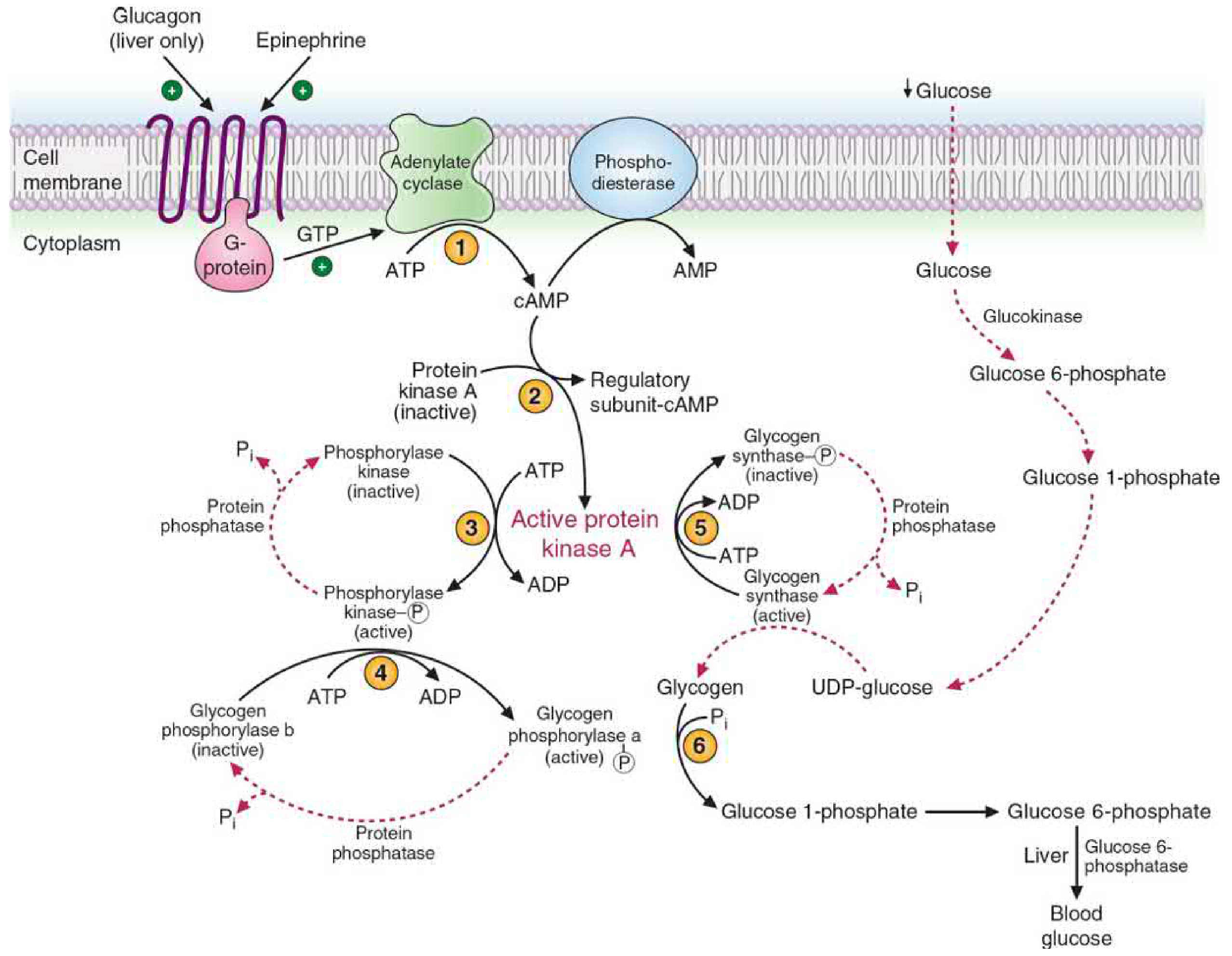 Glucagon (liver) and epinephrine bind receptors → activate G-protein → adenylate cyclase → ATP → cAMP. (1) cAMP activates PKA. (2) PKA activates phosphorylase kinase by phosphorylation. (3) Phosphorylase kinase phosphorylates glycogen phosphorylase b → active glycogen phosphorylase a → glycogen degradation. (4) PKA also phosphorylates glycogen synthase a (active) → inactive glycogen synthase b → halts synthesis. Insulin activates protein phosphatase → reversal.