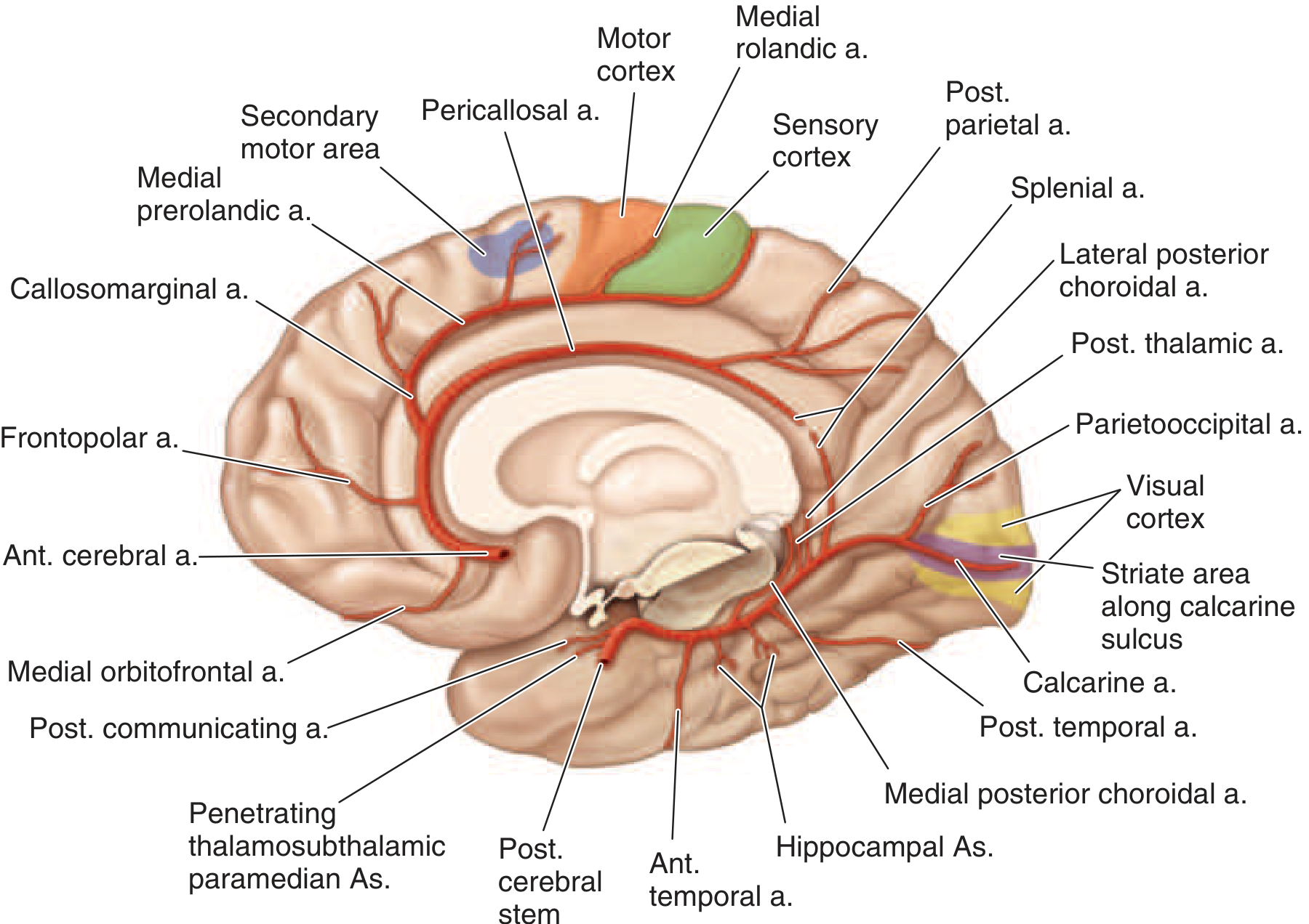 Medial view of cerebral hemisphere showing ACA distribution - the anterior cerebral artery (Ant. cerebral a.) and its branches supply the motor cortex for the leg on the medial surface