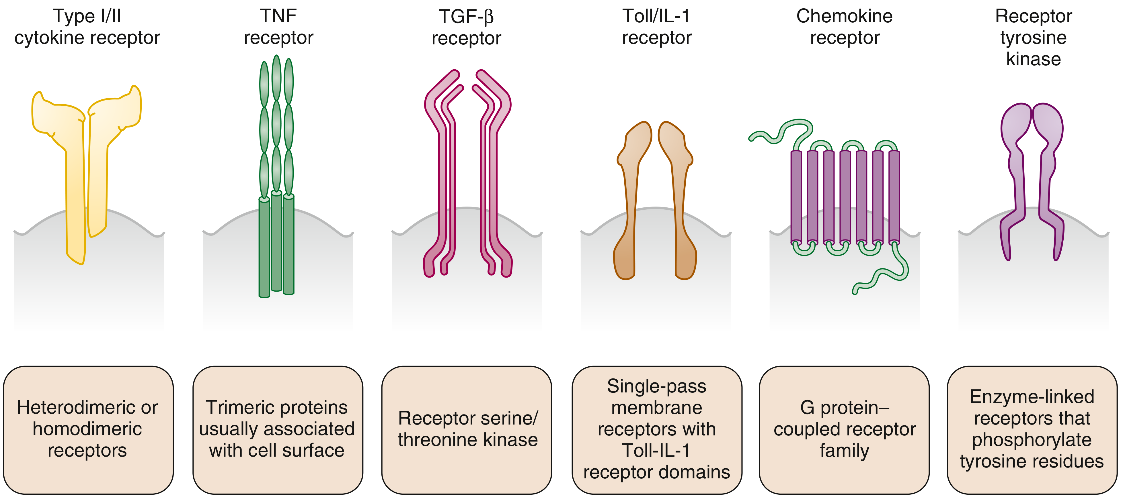 Cytokine receptor families diagram