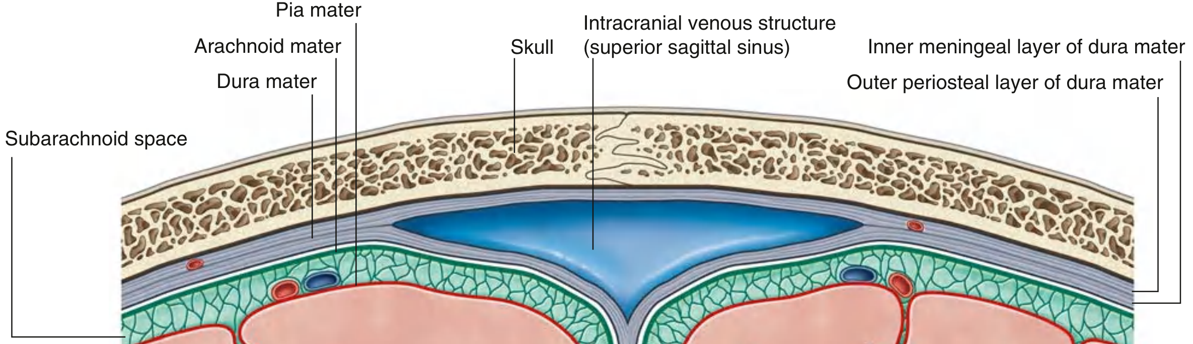 Cranial Meninges - layers, spaces, and superior sagittal sinus