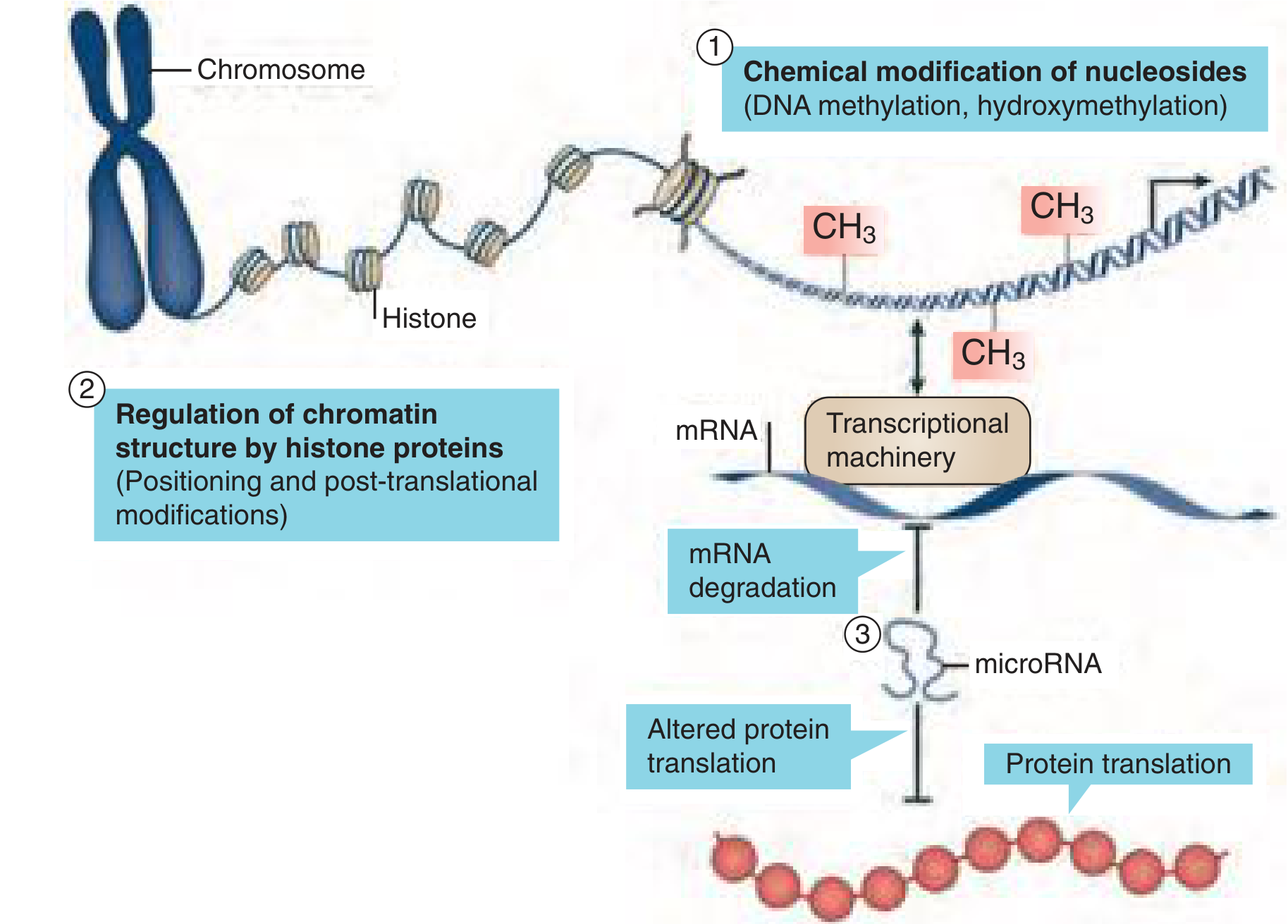 Epigenetic mechanisms: DNA methylation, histone modification, and microRNA regulation