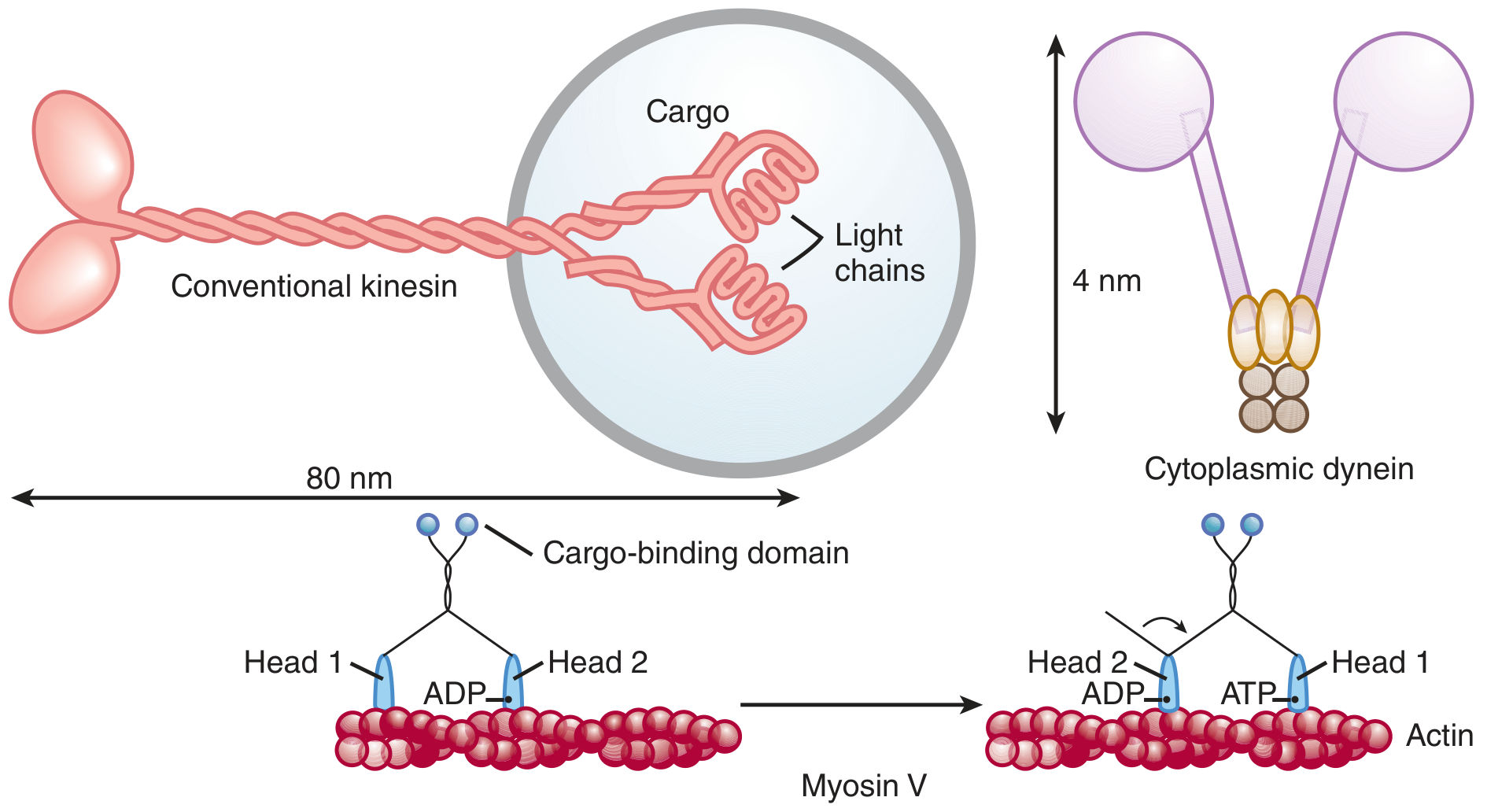 Conventional kinesin (double-headed, 80nm long), cytoplasmic dynein, and Myosin V walking along actin - all heads hydrolyze ATP to produce motion