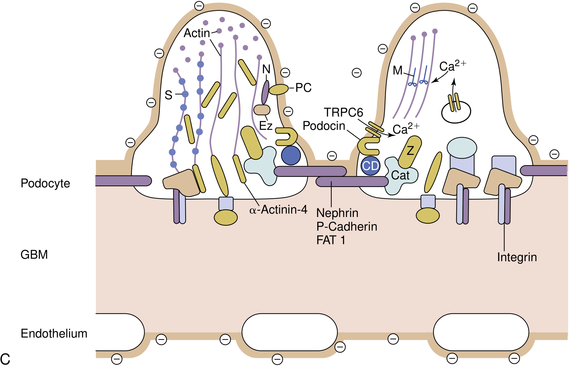 Podocyte slit diaphragm molecular architecture - nephrin, podocin, alpha-actinin-4, TRPC6 and their connections to GBM and endothelium