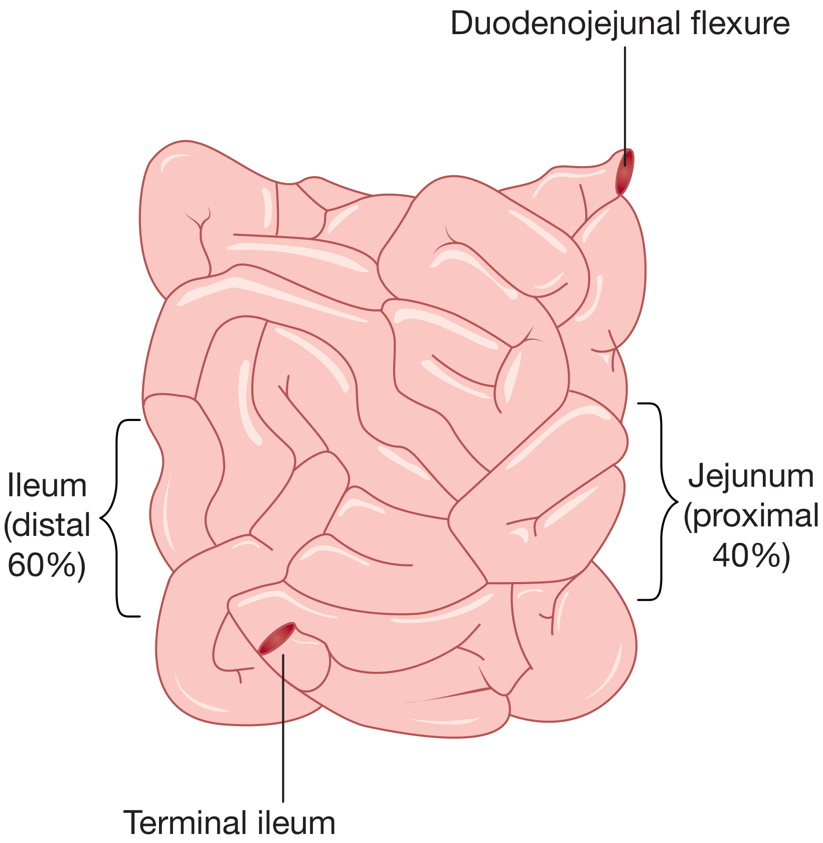 Portions of the small bowel showing jejunum (proximal 40%) and ileum (distal 60%), with duodenojejunal flexure superiorly and terminal ileum inferiorly - Bailey and Love's