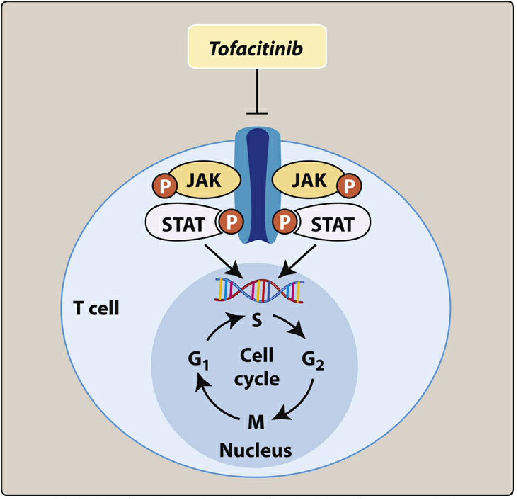 Tofacitinib blocks JAK-STAT signaling in T cells, interrupting cytokine-driven cell cycle activation