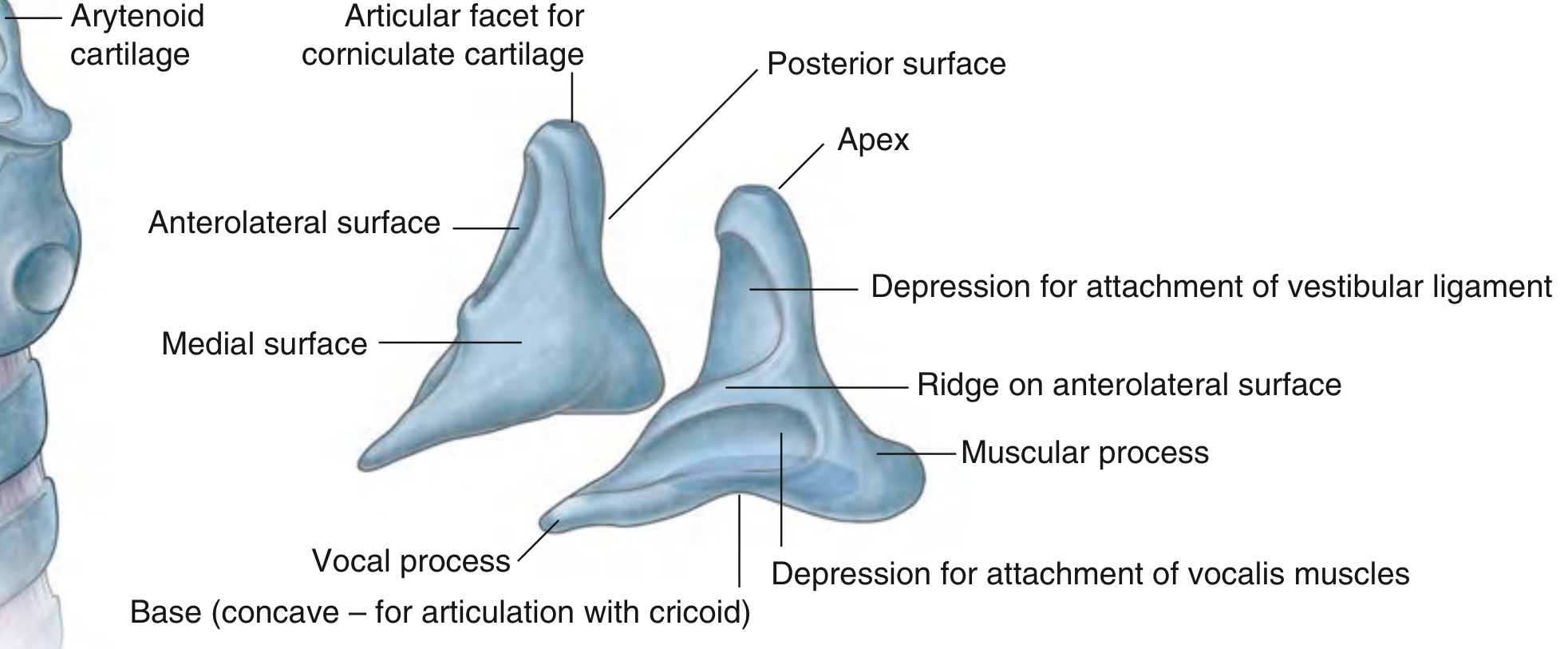 Arytenoid cartilages showing all surfaces, processes and attachments