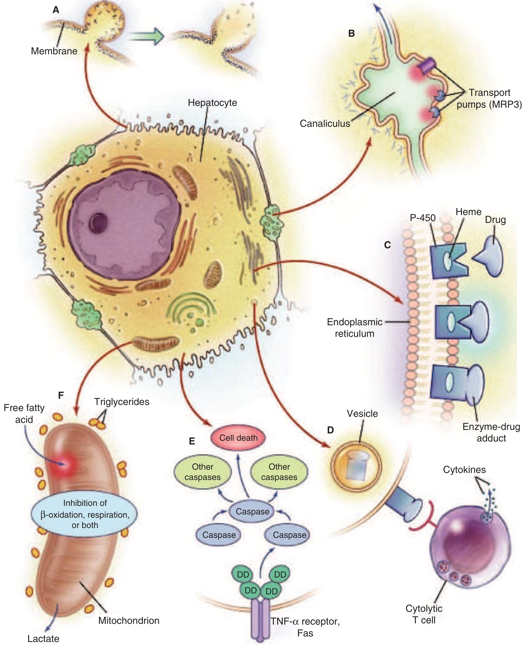 Mechanisms of DILI