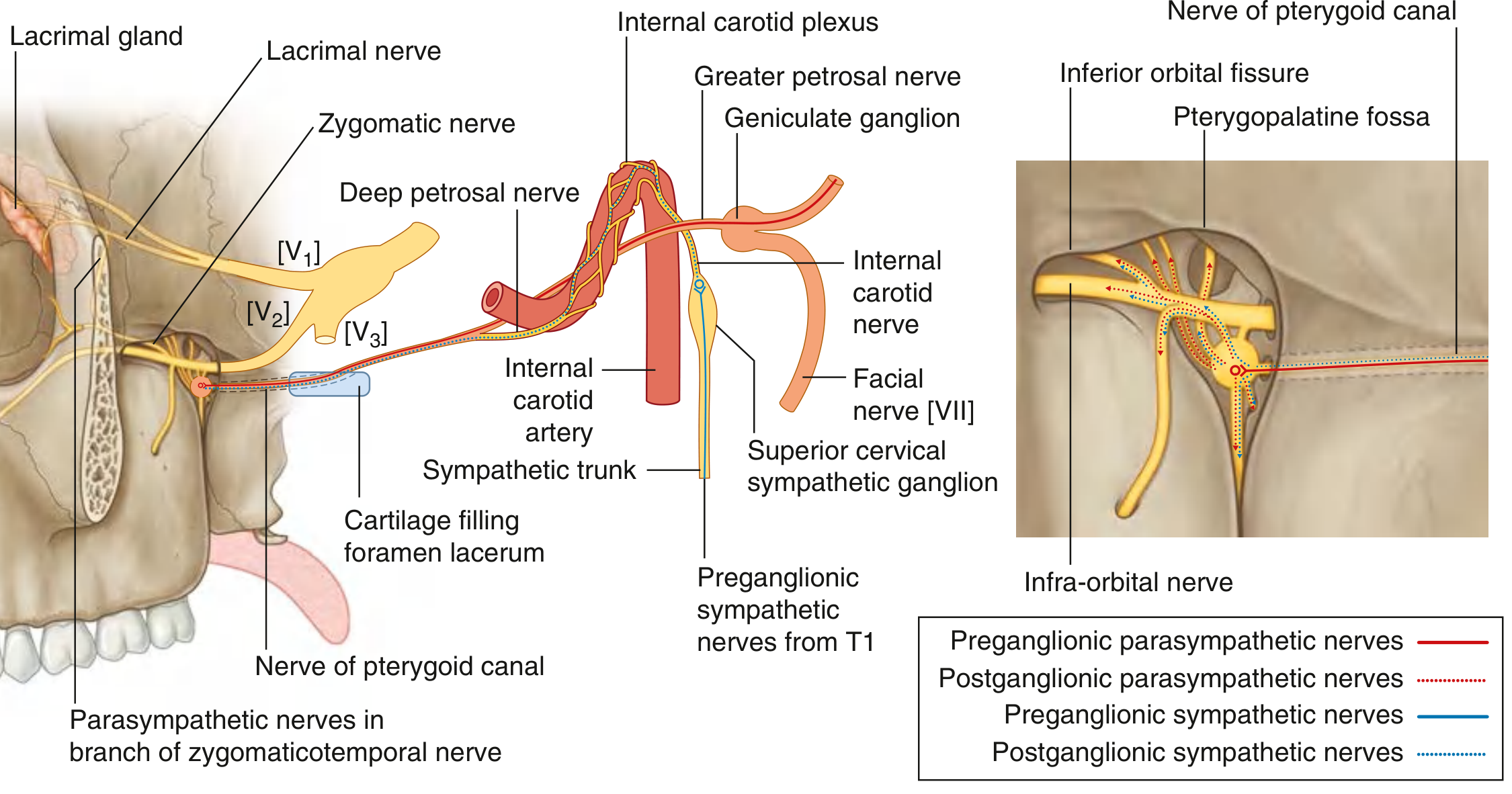 Pterygopalatine ganglion nerve pathways - Gray's Anatomy