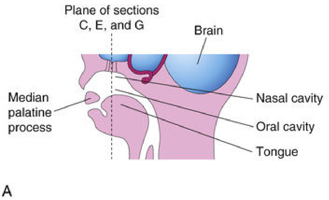 Early stage of palatal development showing the tongue and developing palatal processes