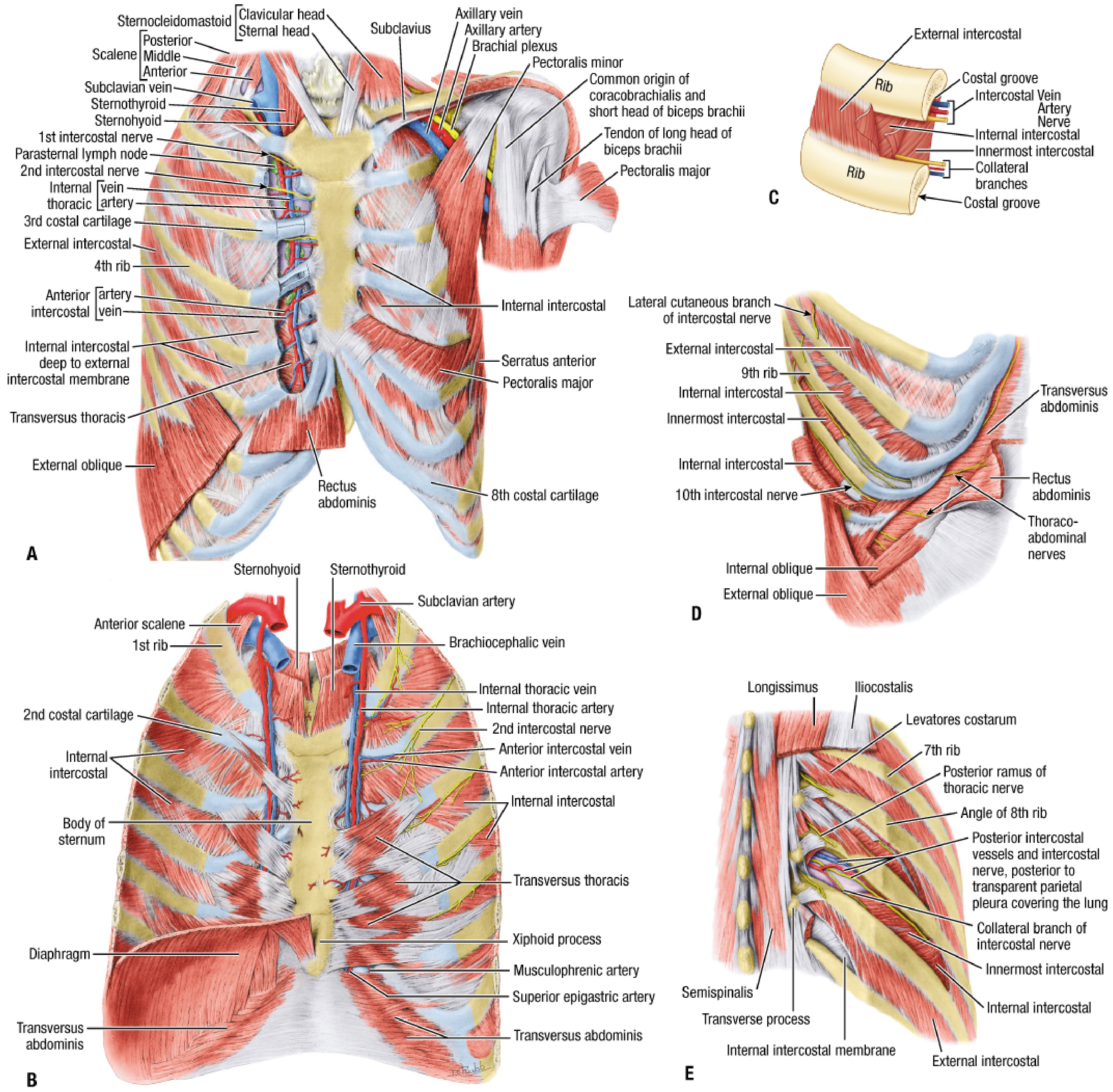 Detailed chest wall showing all muscle layers, internal thoracic artery/vein, intercostal nerves/arteries, and extrinsic muscles including pectoralis major, serratus anterior, transversus thoracis - from Fischer's Mastery of Surgery