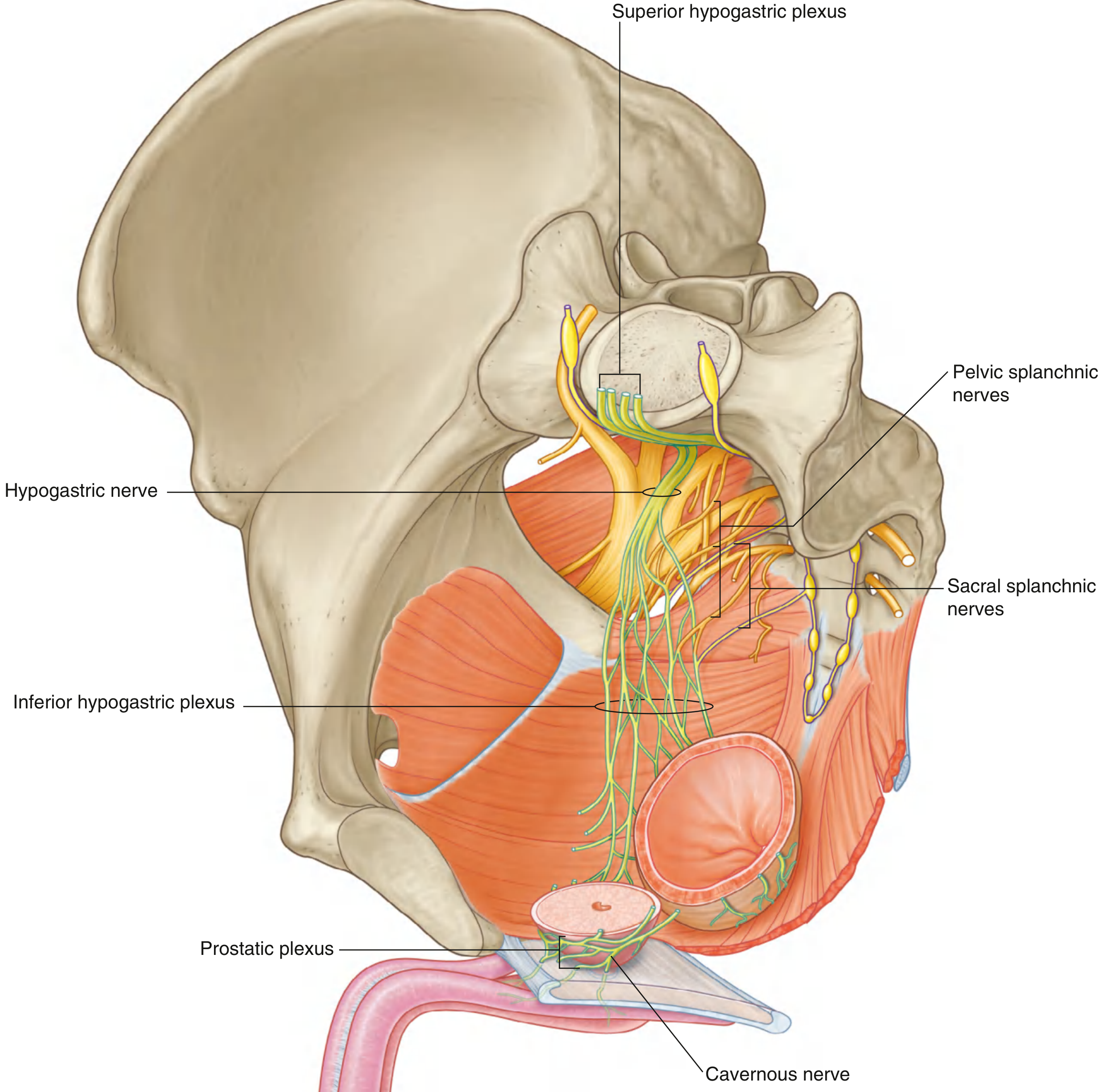 Fig. 5.64B - Anteromedial View of Right Side of Plexus - Gray's Anatomy for Students