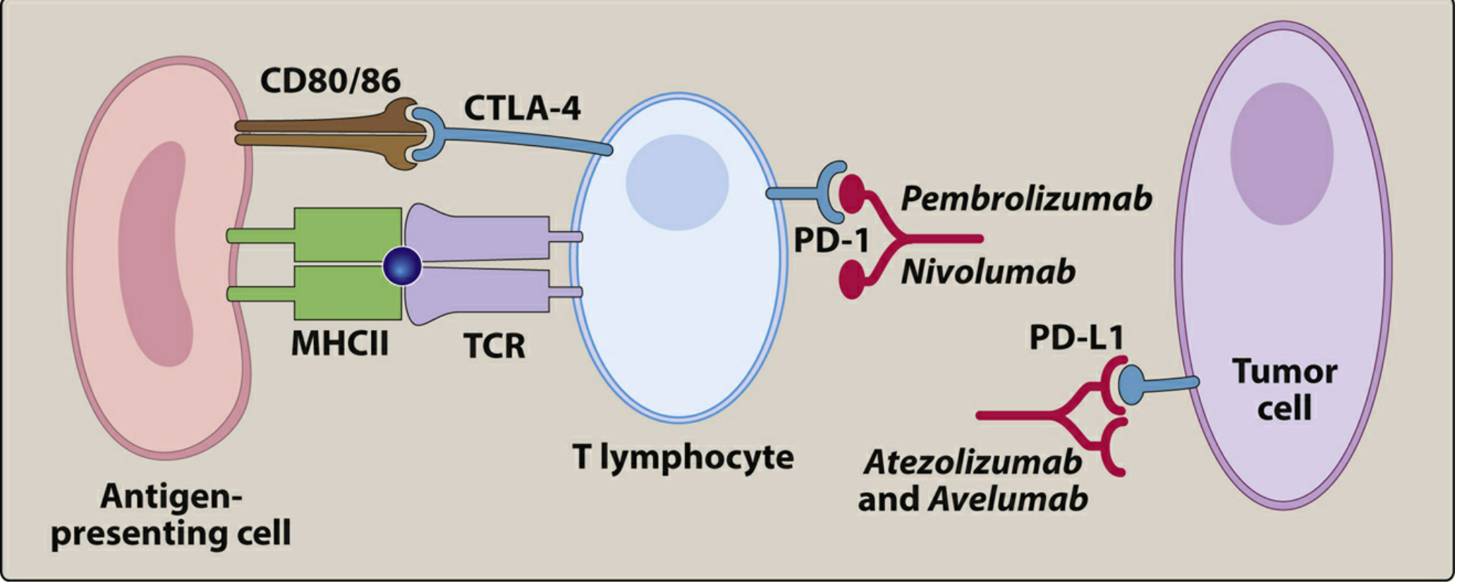Mechanism of immune checkpoint inhibitors showing pembrolizumab blocking PD-1 on T lymphocytes