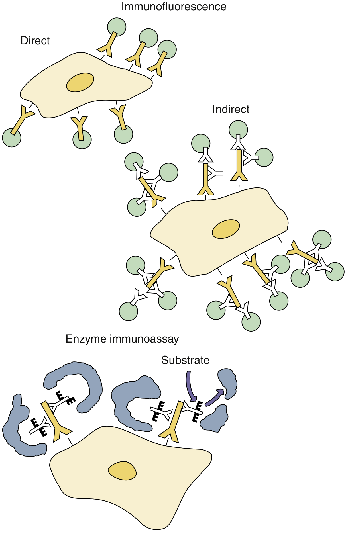 Direct and Indirect Immunofluorescence and Enzyme Immunoassay diagrams
