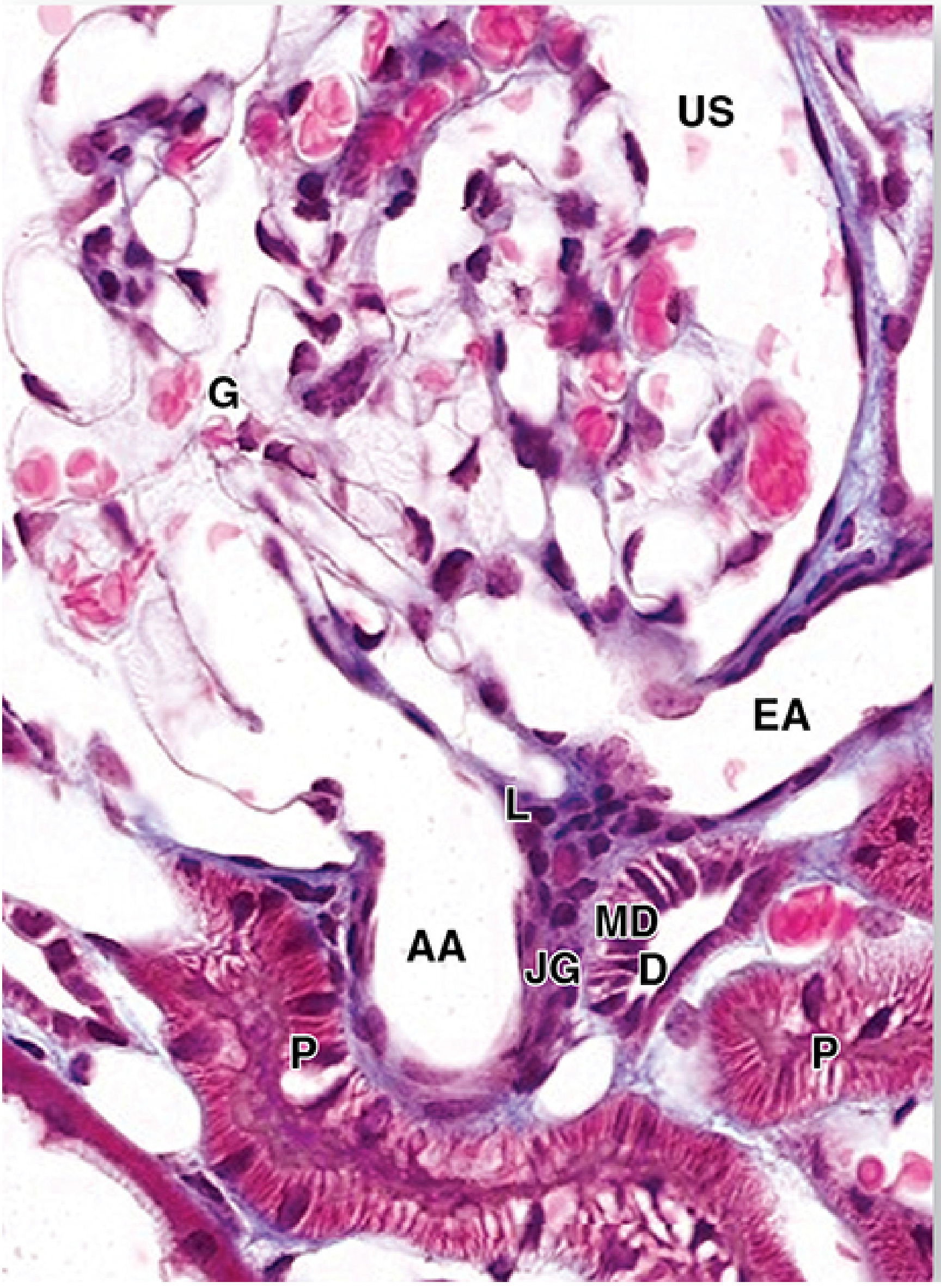 Histological section of juxtaglomerular apparatus showing AA=afferent arteriole, EA=efferent arteriole, G=glomerulus, JG=juxtaglomerular cells, MD=macula densa, D=distal tubule, L=lacis cells, P=proximal tubule, US=urinary space