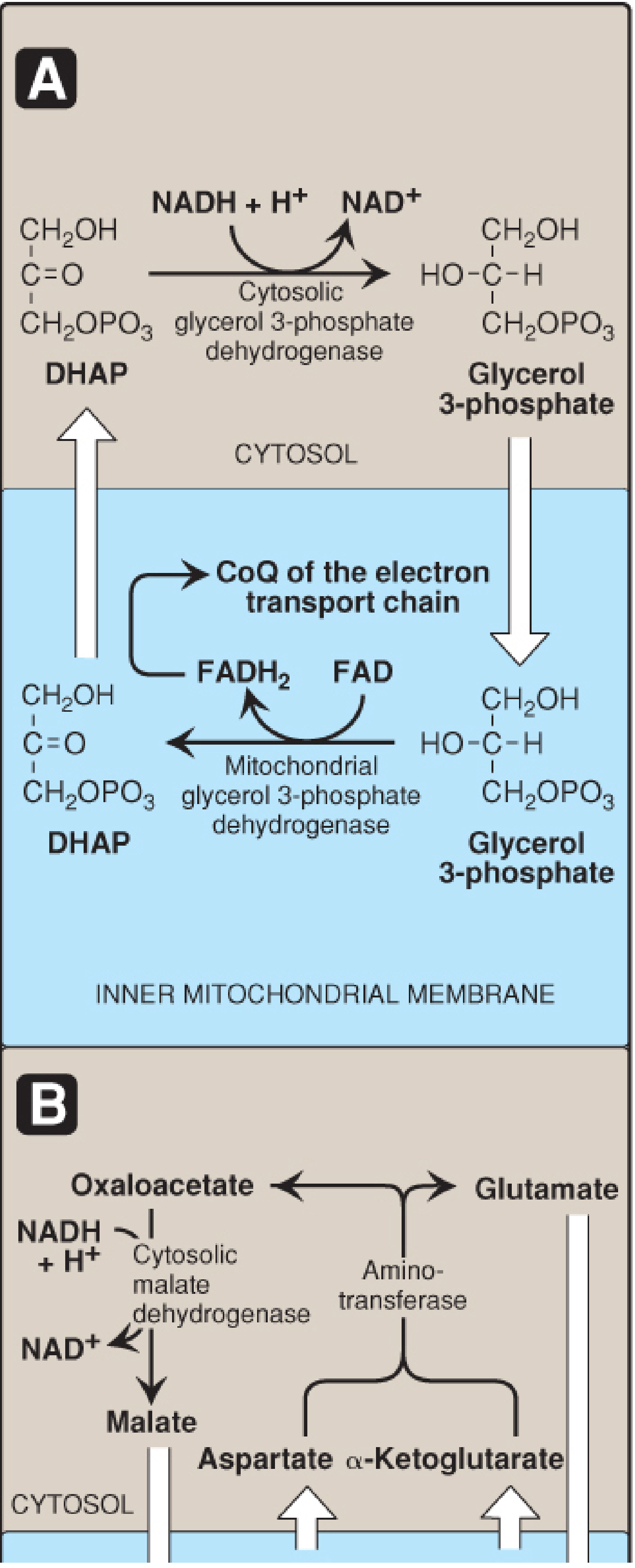 Glycerol 3-phosphate shuttle - Lippincott