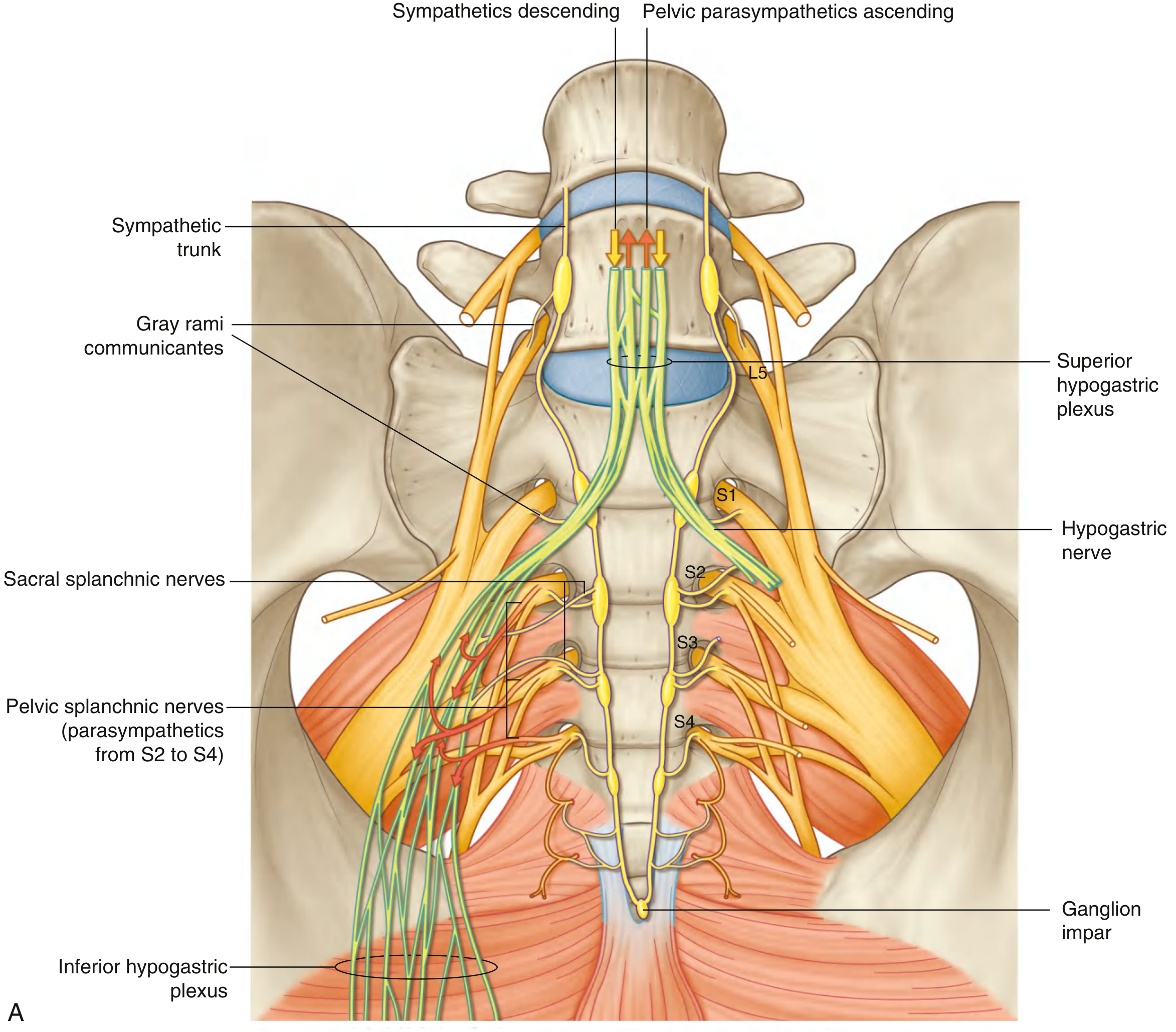 Fig. 5.64A - Pelvic Extensions of the Prevertebral Plexus, Anterior View - Gray's Anatomy for Students