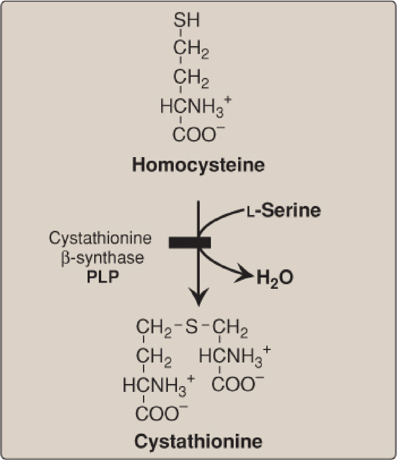 CBS enzyme deficiency - homocysteine to cystathionine reaction