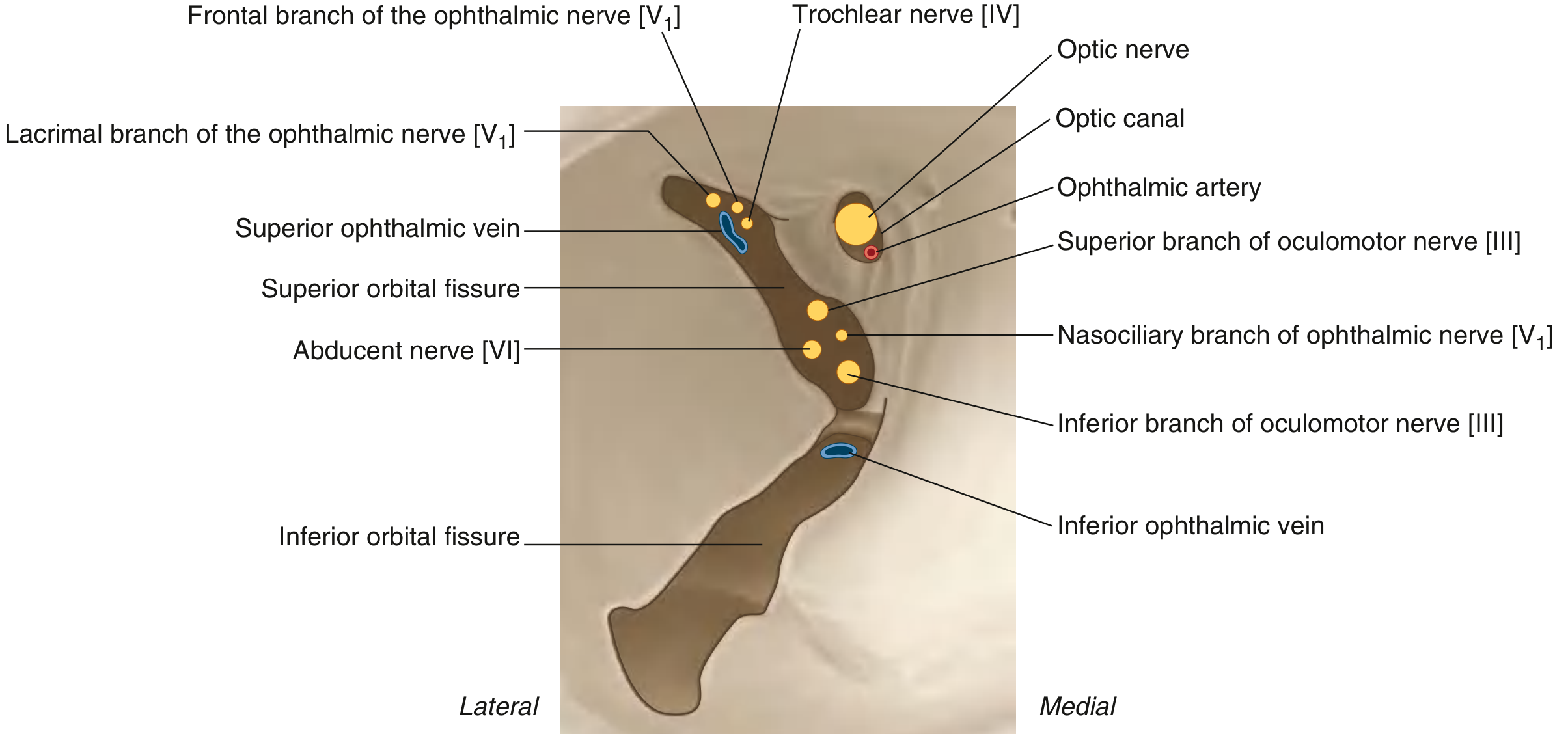 Cross-section of SOF showing cranial nerves, ophthalmic veins, and their medial-lateral arrangement