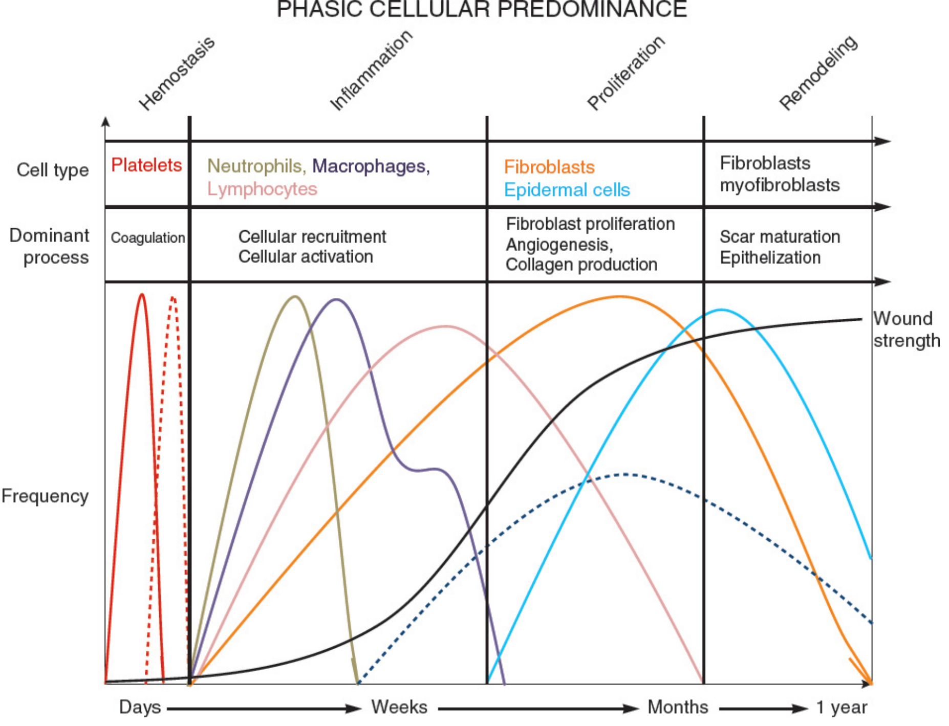 Phasic cellular predominance in wound healing