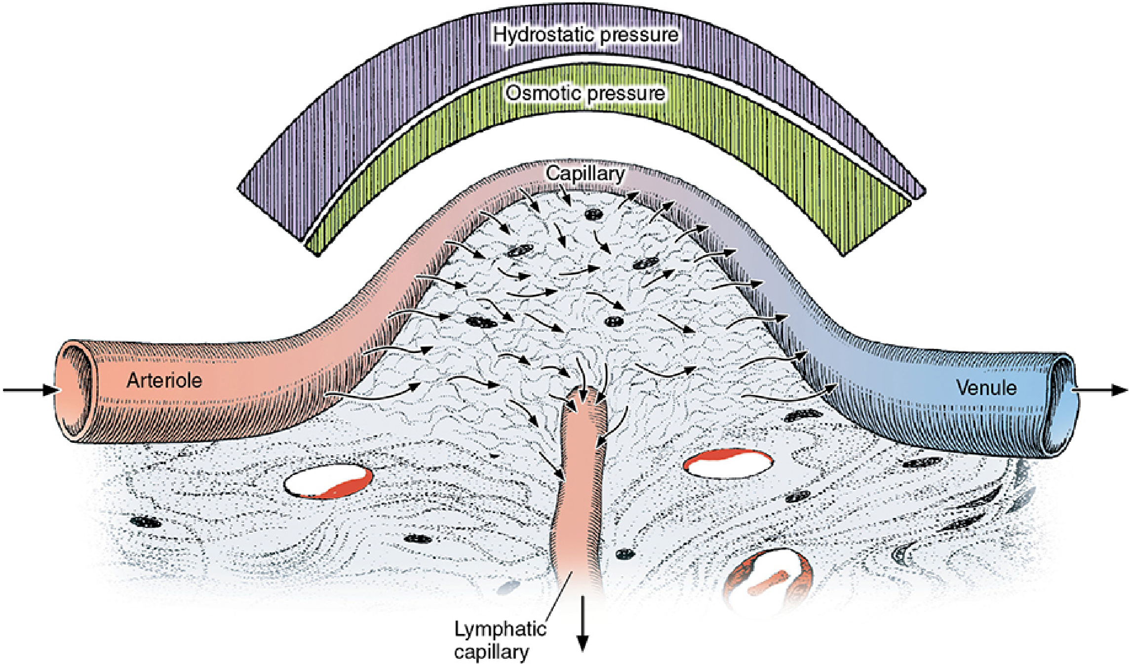 Starling Forces Diagram - Fluid movement in connective tissue showing hydrostatic and osmotic pressures across the capillary, arteriole to venule, with lymphatic drainage