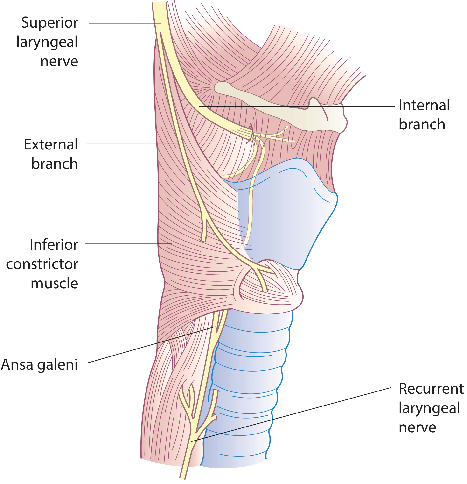 Laryngeal nerve distribution showing the internal branch of SLN coursing to the pyriform fossa and anastomosing with the RLN