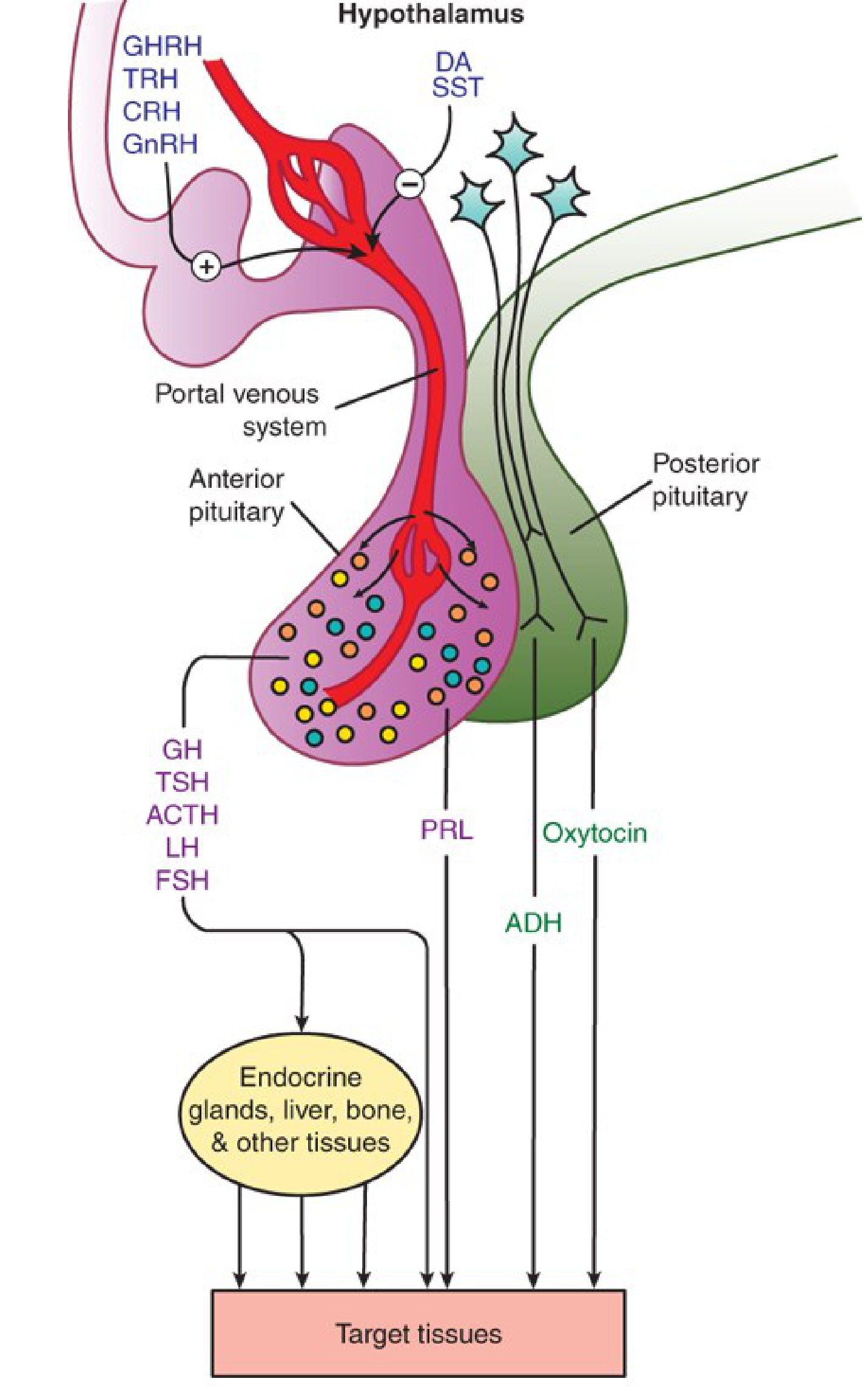Hypothalamic-Pituitary System - Katzung's Basic and Clinical Pharmacology